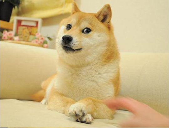 Doge 狗柴犬meme 中文网络风尚图片