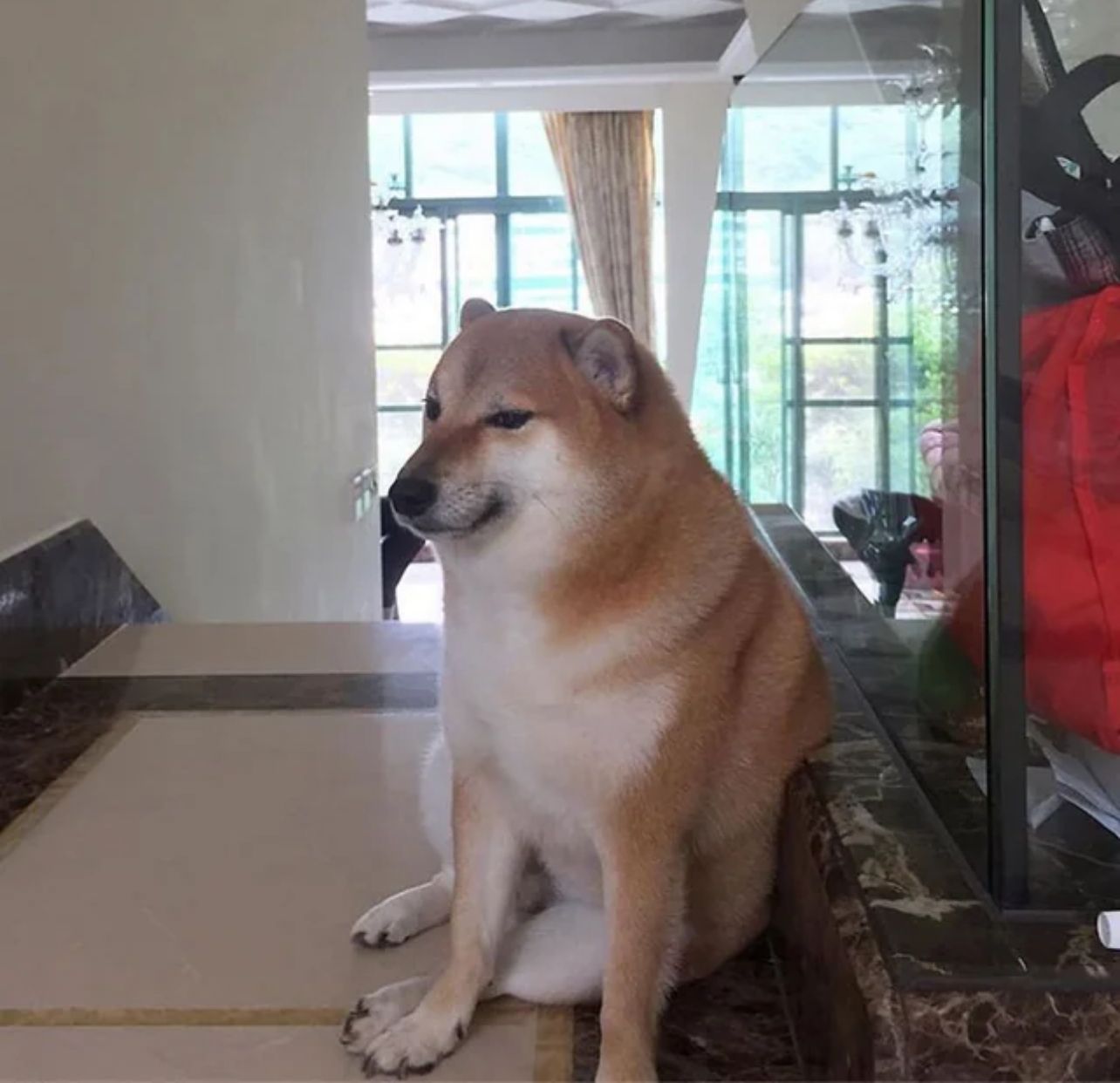 Cheems 弱狗柴犬meme 中文网络风尚图片