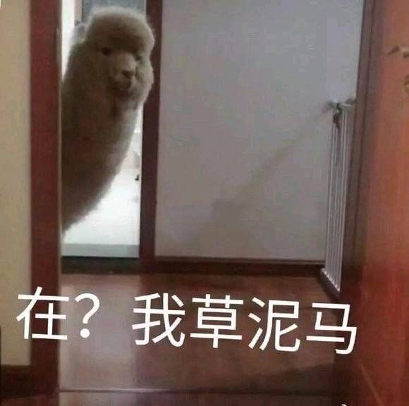 草泥马 羊驼 中文网络风尚图片