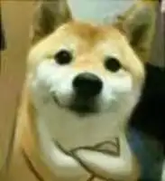柴犬揣手  中文网络风尚图片