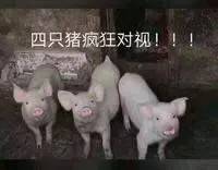 疯狂对视 四只猪 中文网络风尚图片