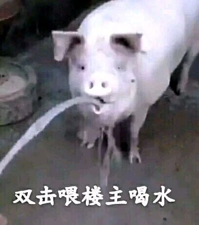 双击喂楼主喝水 猪 中文网络风尚图片