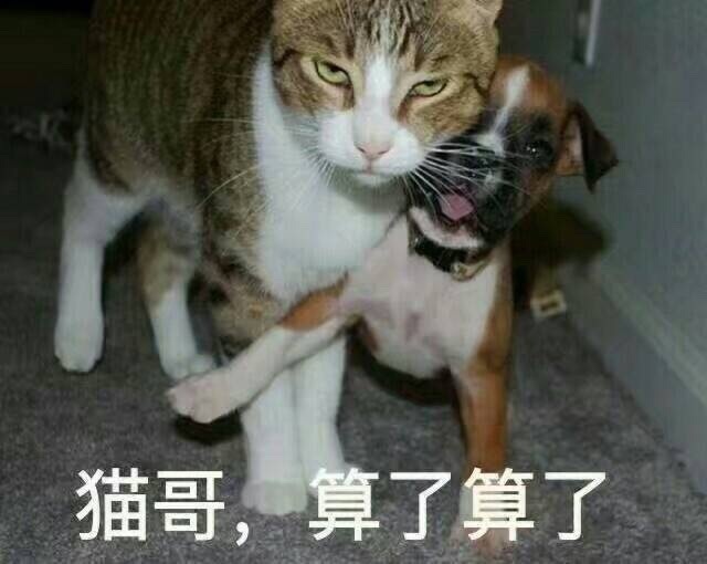 算了算了3 猫哥算了算了动物猫狗 中文网络风尚图片