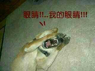我的眼睛 闪瞎狗眼 中文网络风尚图片