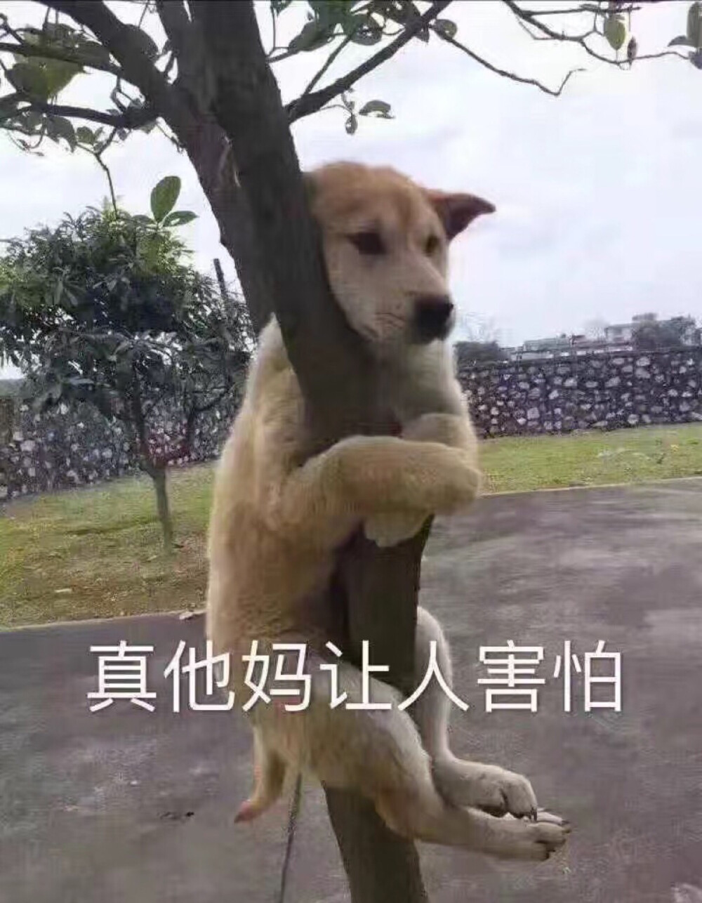 真他妈让人害怕 狗抱树 中文网络风尚图片