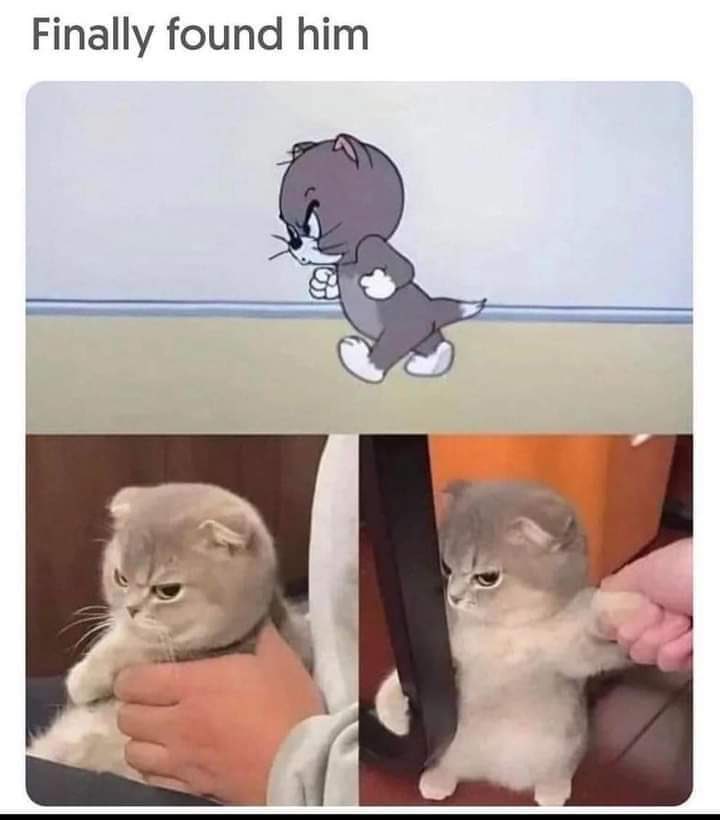 found the cat 猫猫表情包猫和老鼠动漫 中文网络风尚图片