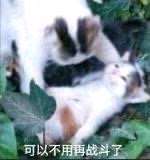 不用战斗 可以不用再战斗了猫猫战士战友牺牲 中文网络风尚图片
