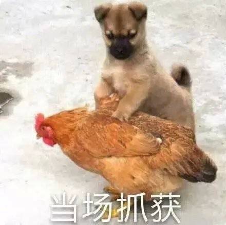 当场抓获 狗鸡 中文网络风尚图片