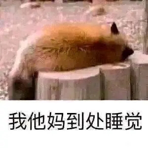 到处睡觉 我他妈到处睡觉 中文网络风尚图片