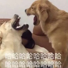 狗狗大笑 哈哈哈 中文网络风尚图片