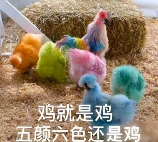 鸡就是鸡 五颜六色还是鸡 中文网络风尚图片