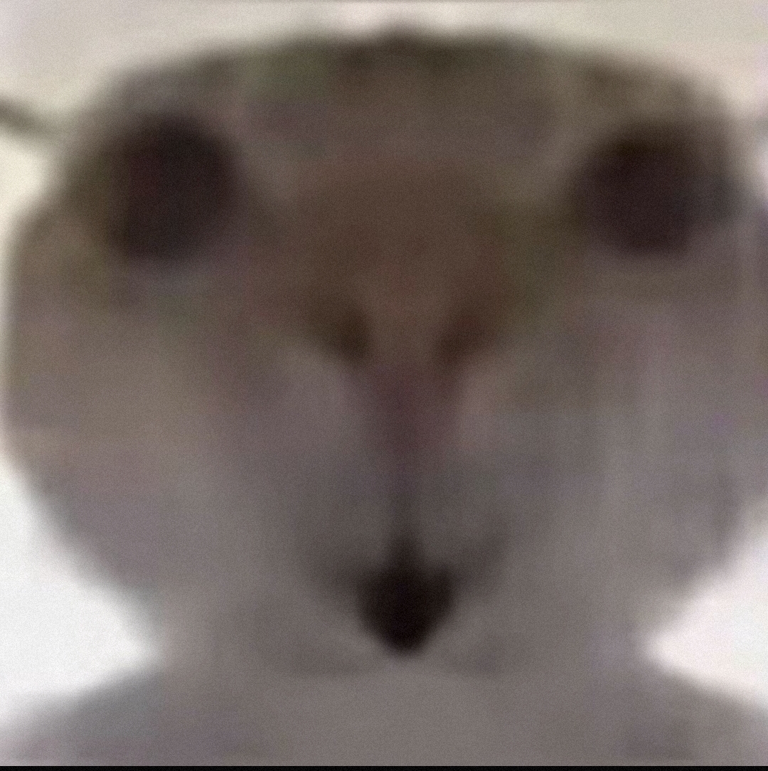 惊讶猫头 惊讶猫猫自拍表情包 中文网络风尚图片