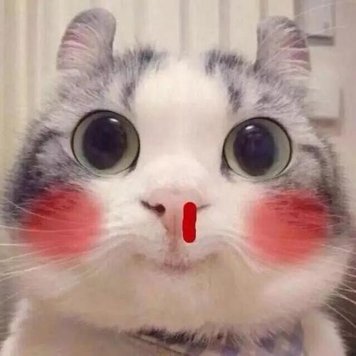 猫猫鼻血 表情包 中文网络风尚图片
