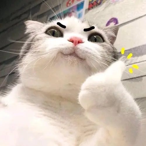 猫赞  中文网络风尚图片