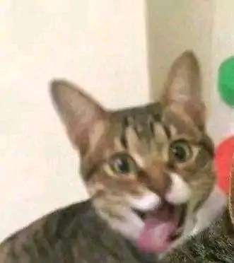 模糊猫  中文网络风尚图片