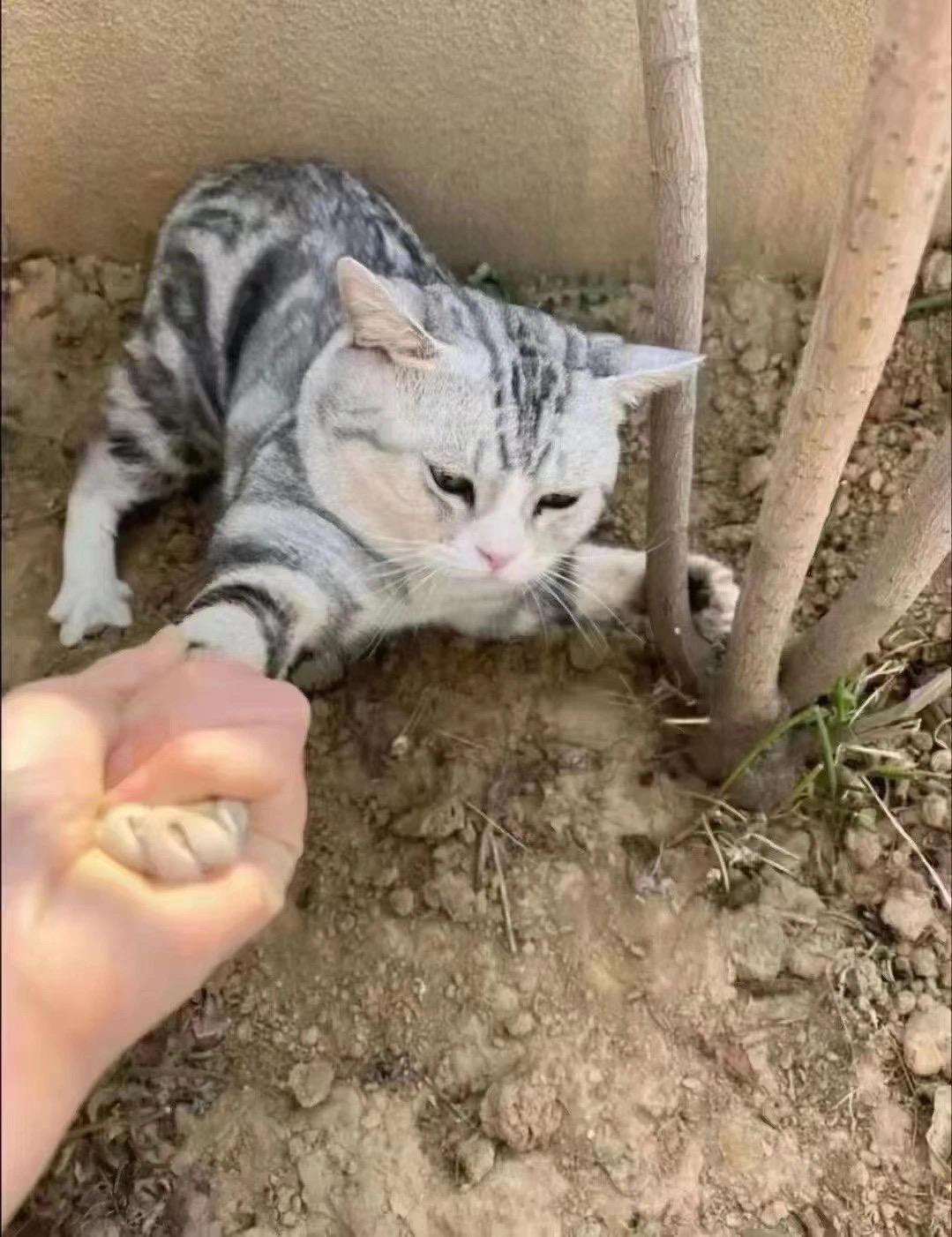 强迫猫  中文网络风尚图片
