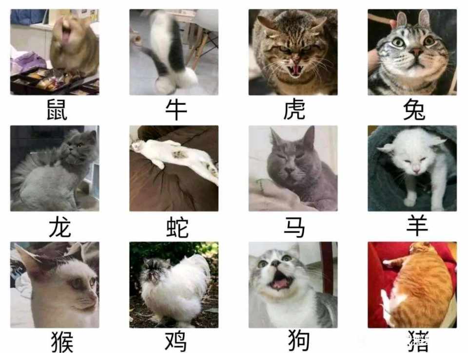 十二生肖猫  中文网络风尚图片