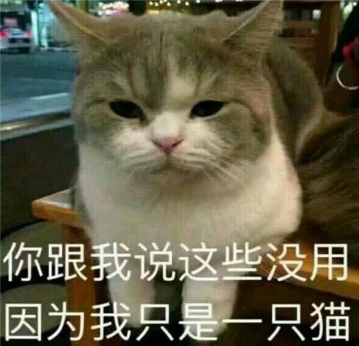 我只是一只猫  中文网络风尚图片