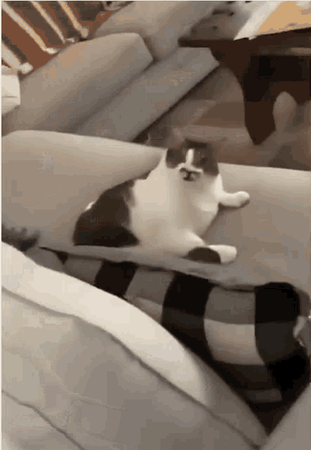 药水猫  中文网络风尚图片
