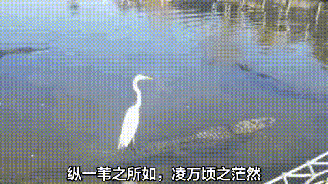 纵一苇之所如  中文网络风尚图片