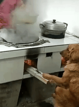 狗子做饭  中文网络风尚图片