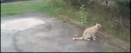 猫猫捕猎  中文网络风尚图片