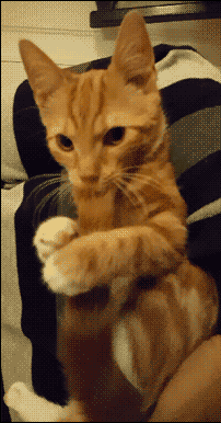 猫猫吃尾巴  中文网络风尚图片