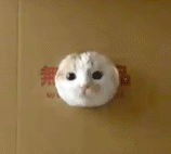 猫猫抽插  中文网络风尚图片