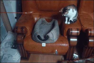 猫猫垂钓  中文网络风尚图片