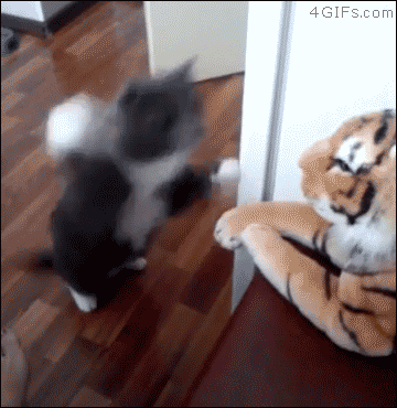 猫猫打击2  中文网络风尚图片