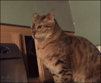 猫猫打击3  中文网络风尚图片