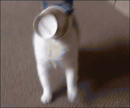 猫猫倒车1  中文网络风尚图片