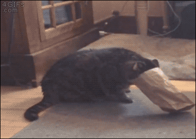 猫猫倒车2  中文网络风尚图片
