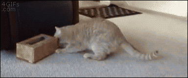 猫猫倒车3  中文网络风尚图片
