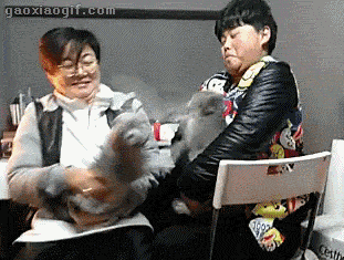 猫猫对决1  中文网络风尚图片
