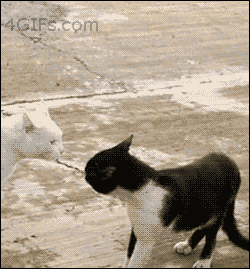 猫猫对决2  中文网络风尚图片