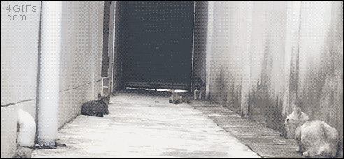 猫猫对决3  中文网络风尚图片