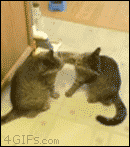 猫猫对决4  中文网络风尚图片
