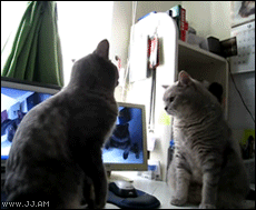 猫猫对决5  中文网络风尚图片