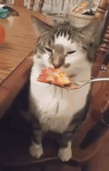 猫猫恶心  中文网络风尚图片