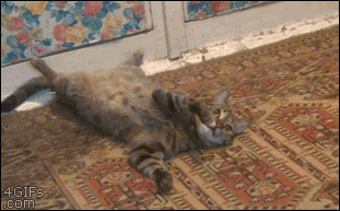 猫猫乖巧  中文网络风尚图片