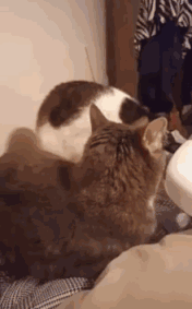 猫猫喊叫1  中文网络风尚图片