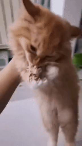 猫猫喊叫2  中文网络风尚图片