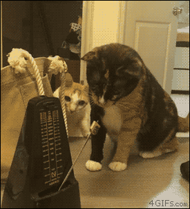 猫猫卡点  中文网络风尚图片