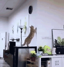 猫猫麻木  中文网络风尚图片