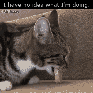 猫猫懵比  中文网络风尚图片