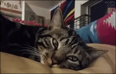 猫猫魔术2  中文网络风尚图片