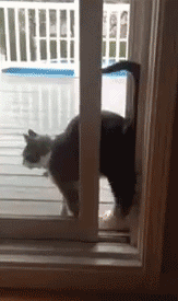 猫猫魔术5  中文网络风尚图片