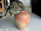 猫猫魔术6  中文网络风尚图片