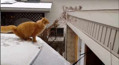 猫猫迫降  中文网络风尚图片